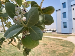 Calotropis procera