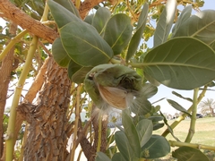 Calotropis procera