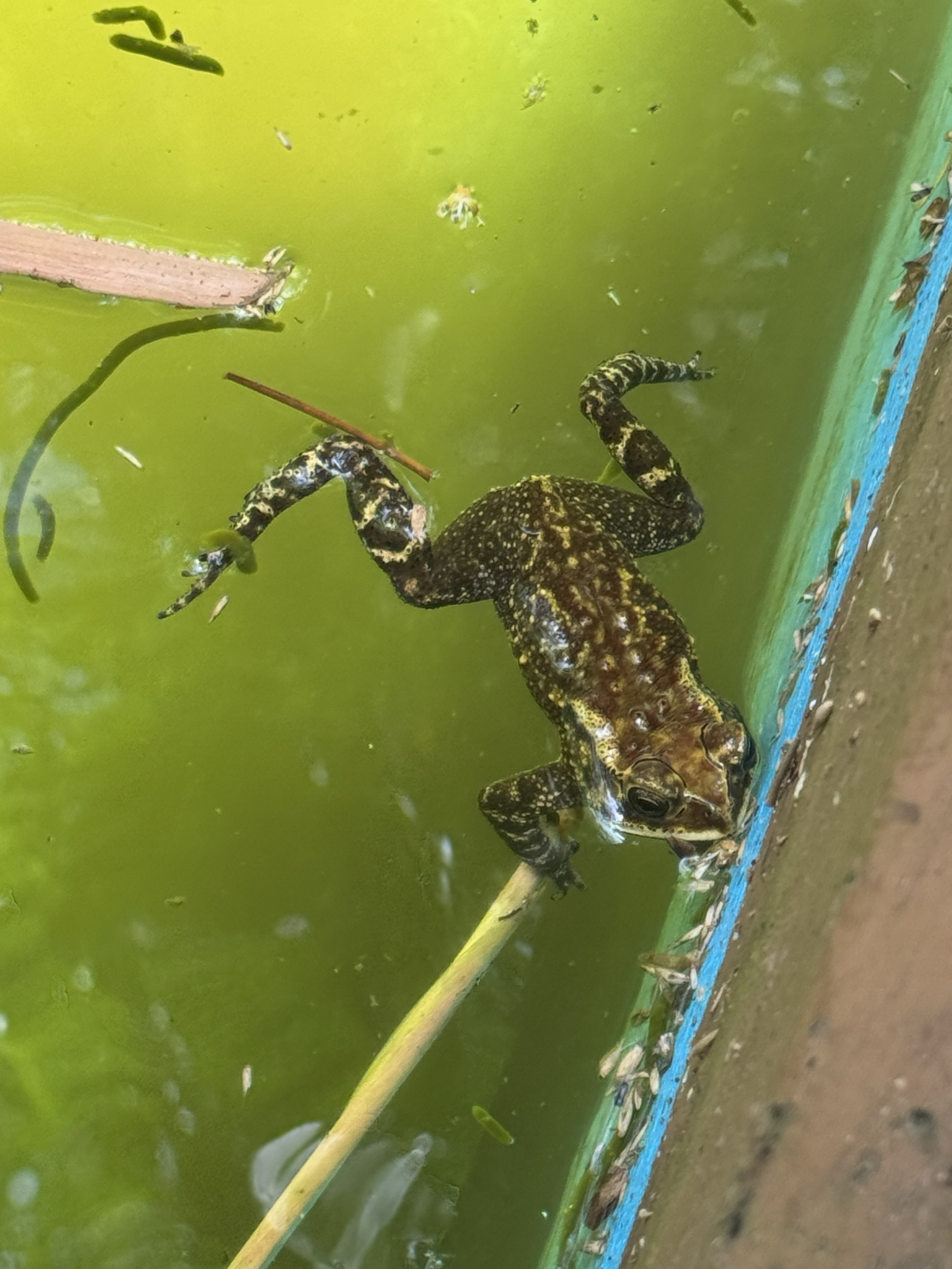 Indian Common True Toad