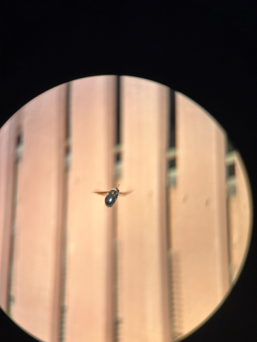 iNaturalist observation photo of Western Carpenter Bee