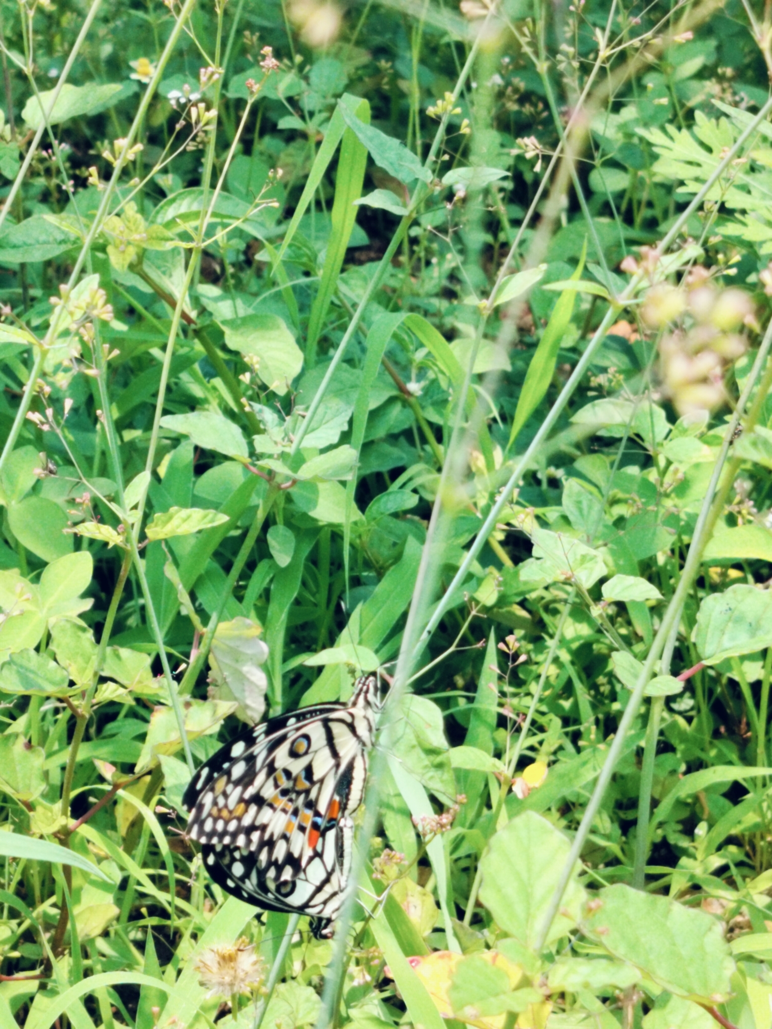 Lime Swallowtail