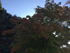 Acer palmatum