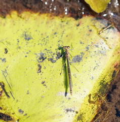 Austrocnemis splendida