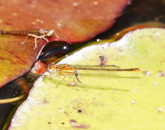 Austrocnemis splendida