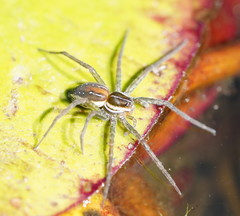 Dolomedes facetus