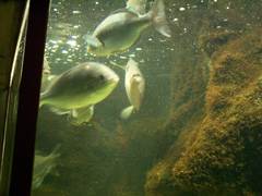 Actinopterygii