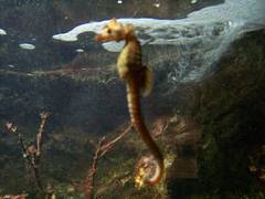 Hippocampus