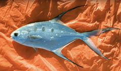 Largespotted Dart photo 2