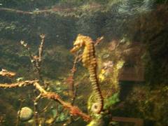 Hippocampus