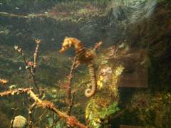 Hippocampus