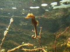 Hippocampus