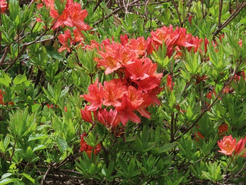 Japanese Azalea (Rhododendron japonicum)