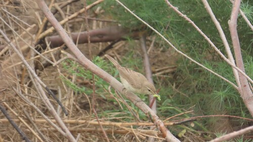 Sykes's Warbler
