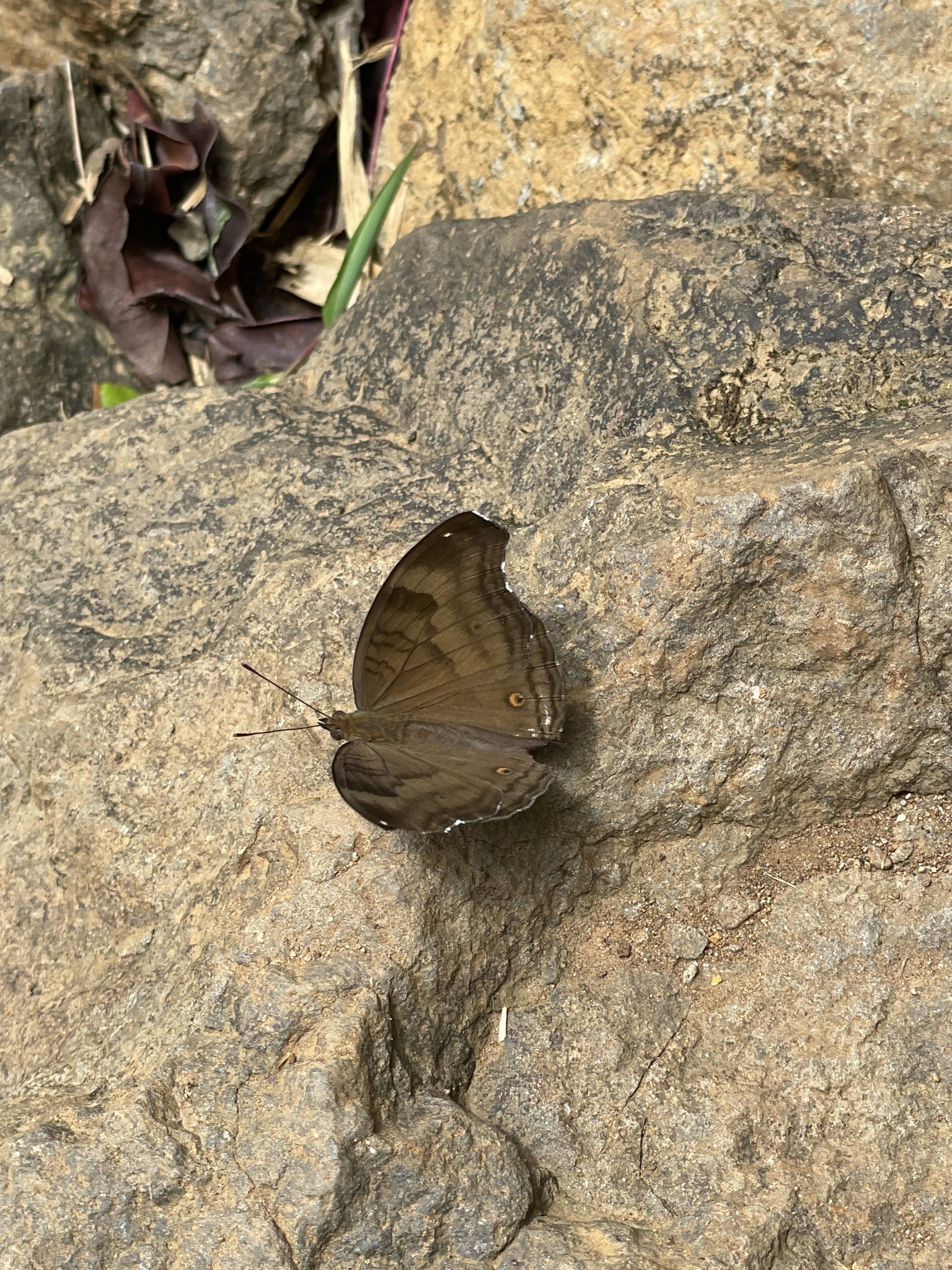 Chocolate Pansy