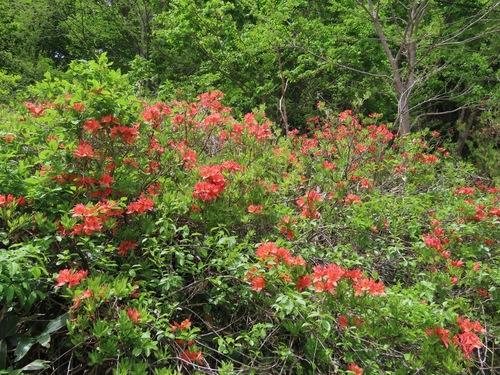 Rhododendron japonicum, photograph 2