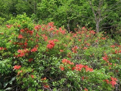 Rhododendron japonicum, photograph (c) Marco Mussita, some rights reserved (CC BY)