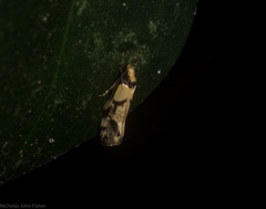 Coesyra hemiphragma