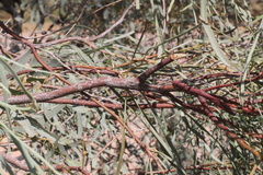 Acacia stenophylla
