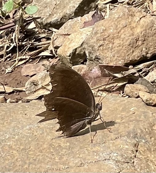 Chocolate Pansy
