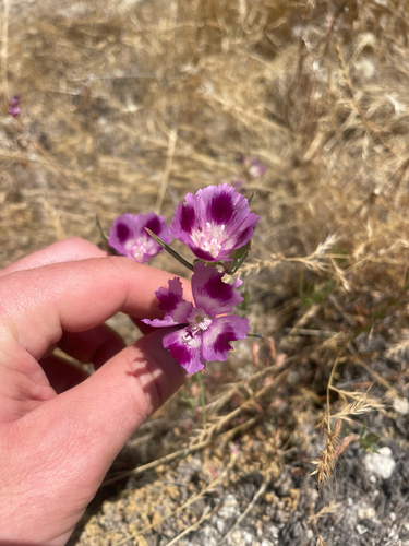 Clarkia williamsonii, photograph 6