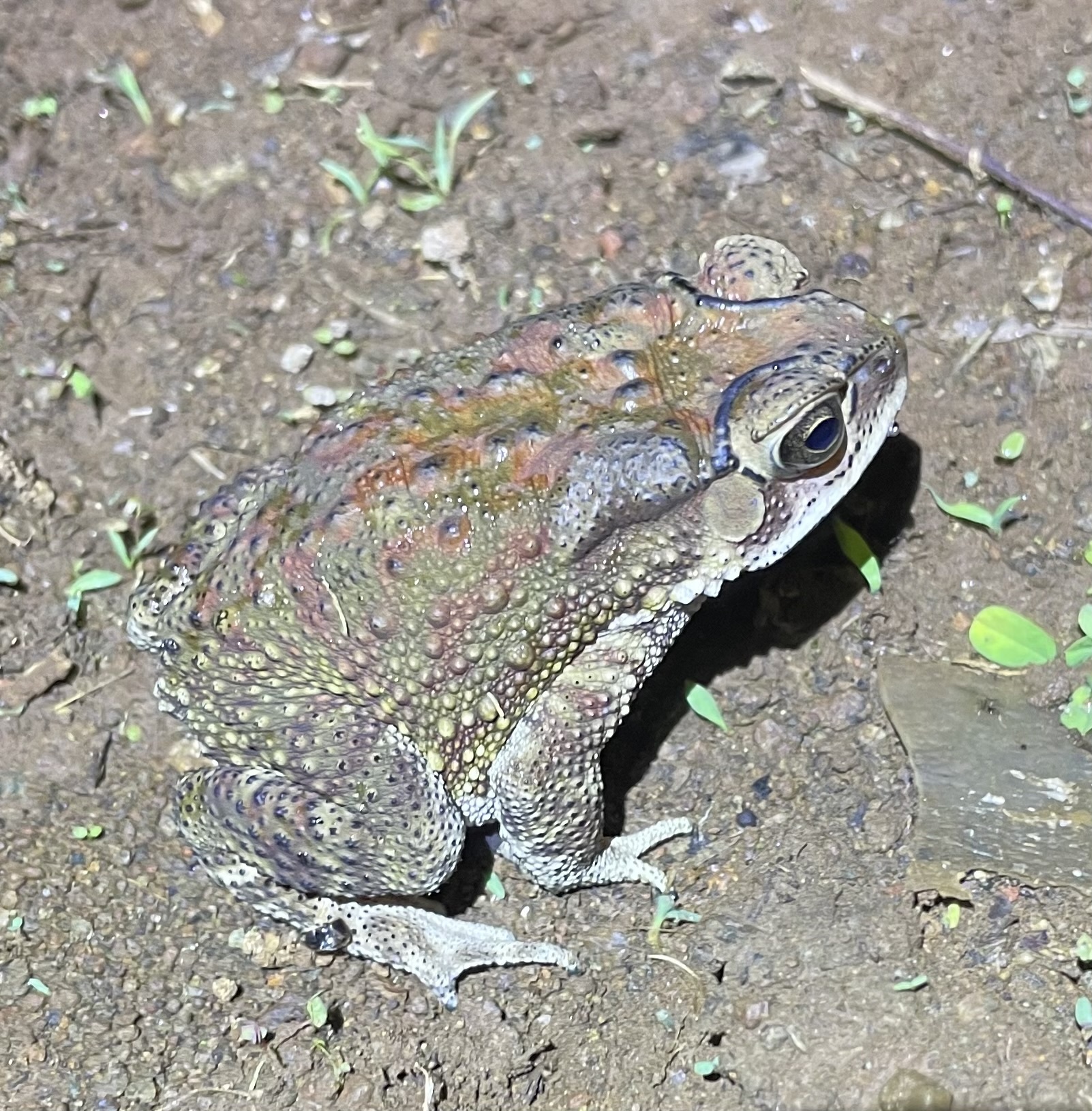 Indian Common True Toad