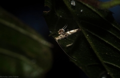 Cyphosticha panconita