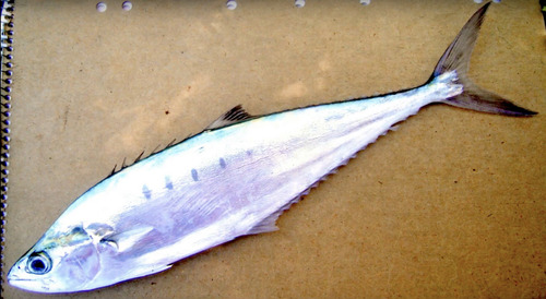 Blackfin queenfish (Scomberoides tol) — Carangidae — 4