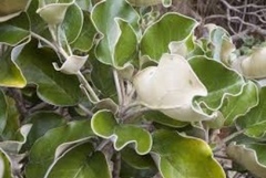 Brachyglottis rotundifolia