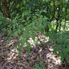 Amorphophallus hirtus