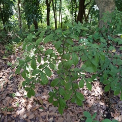 Amorphophallus hirtus