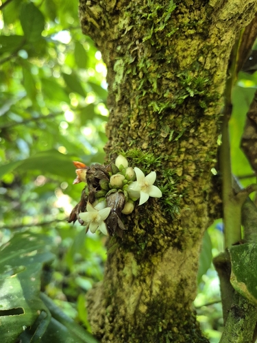 Praravinia suberosa observed 2025-05-25