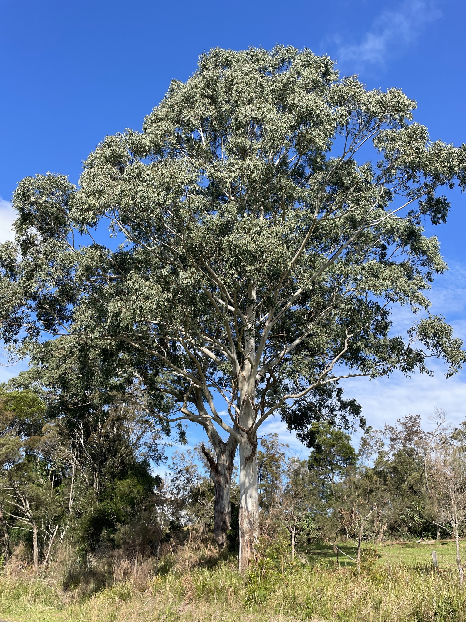 Eucalyptus dorrigoensis