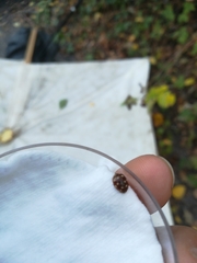 Calvia quatuordecimguttata