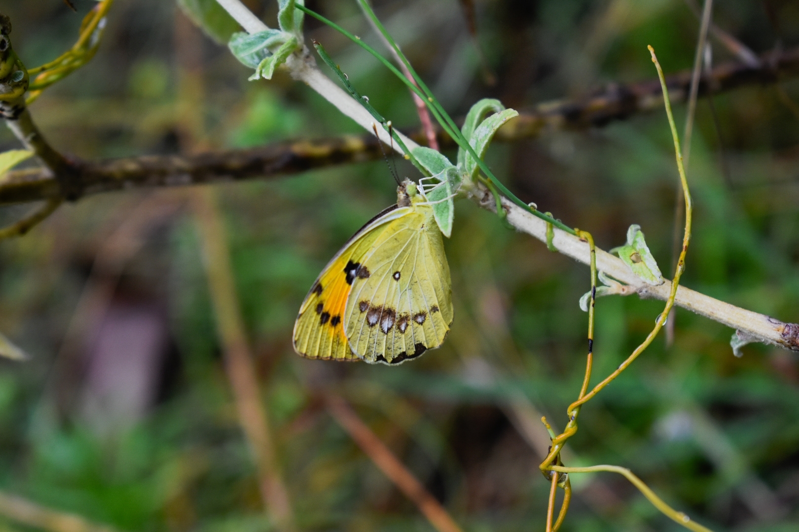 White Orange-Tip