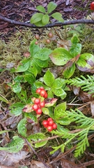 Cornus unalaschkensis