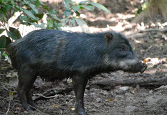 Tayassu pecari