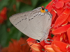 Tajuria cippus maxentius