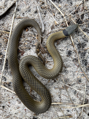 Crowned Snake sighting