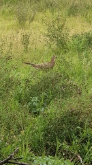 Phasianus colchicus