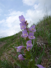 Penstemon eriantherus