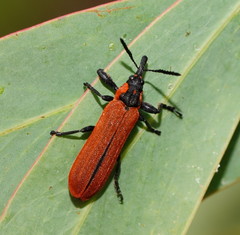 Rhinotia haemoptera
