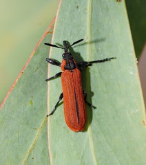 Rhinotia haemoptera