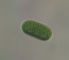 Cyanothece aeruginosa