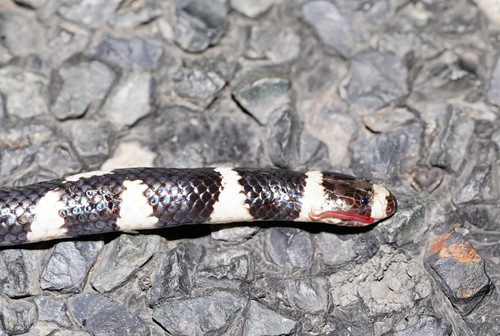 Eastern Bandy Bandy sighting