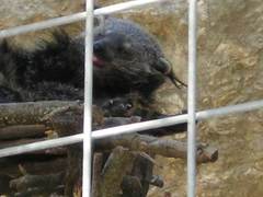 Arctictis binturong