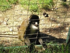 Cercopithecus ascanius