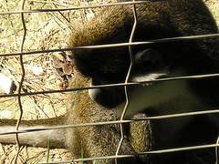Cercopithecus ascanius