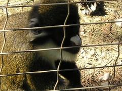 Cercopithecus ascanius