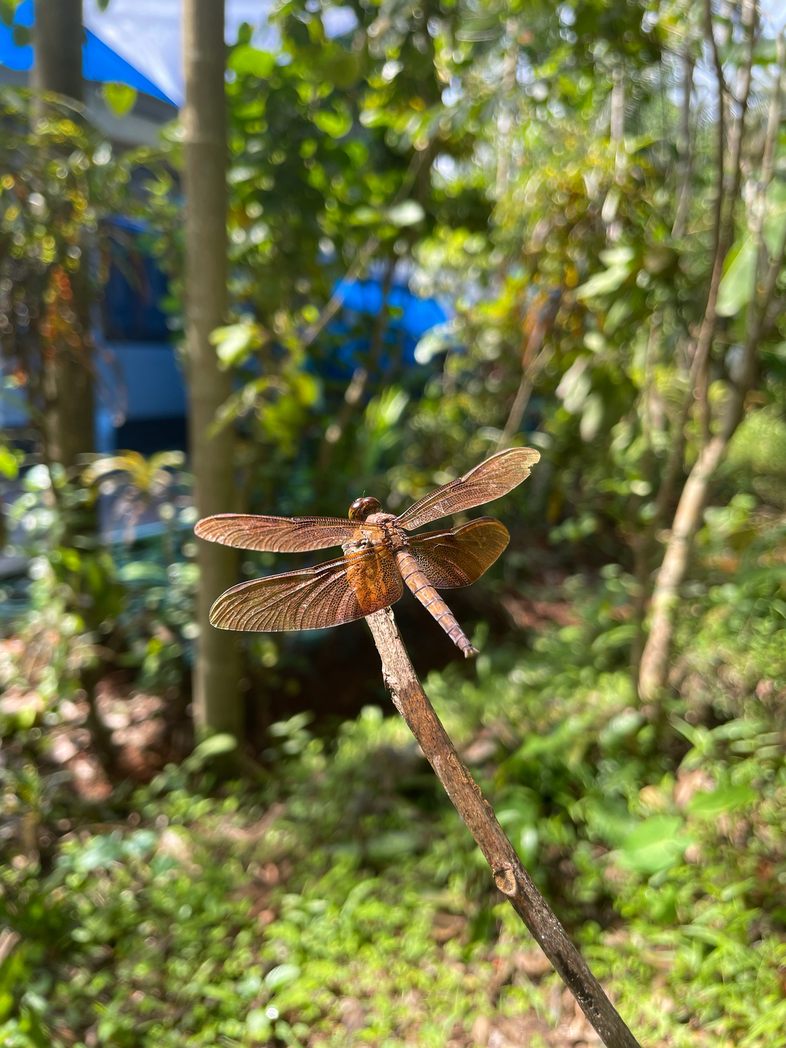 Fulvous Forest Skimmer