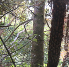 Phyllocladus trichomanoides